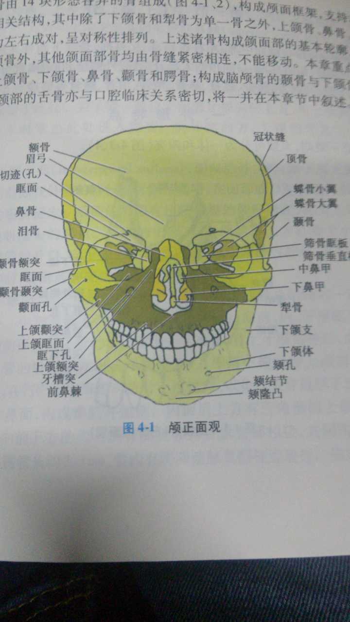 图片说明：「腭、颚、颔、颌、颏」这几个字在医学上对应的部位分别是什么？-5