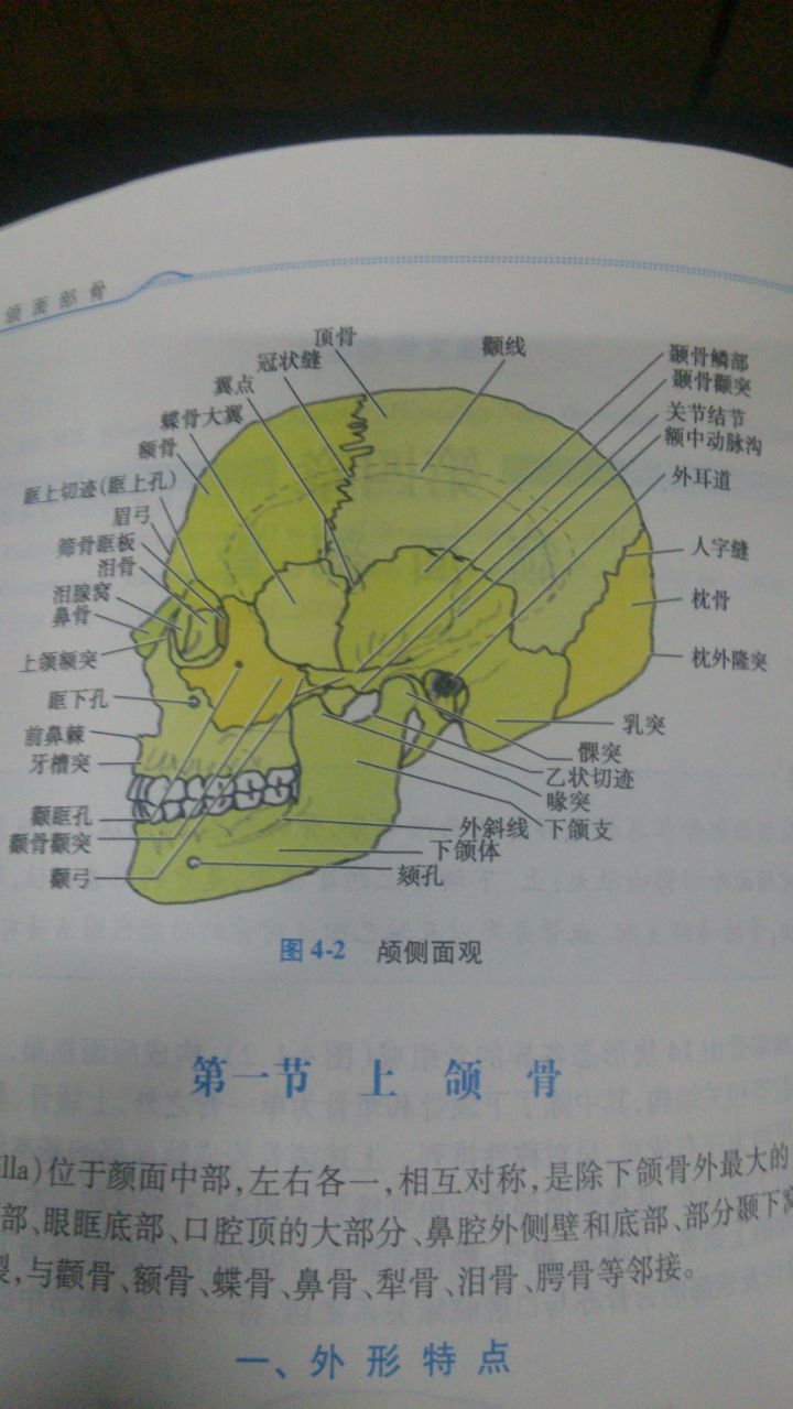 图片说明：「腭、颚、颔、颌、颏」这几个字在医学上对应的部位分别是什么？-8