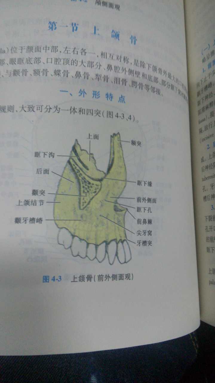 图片说明：「腭、颚、颔、颌、颏」这几个字在医学上对应的部位分别是什么？-9