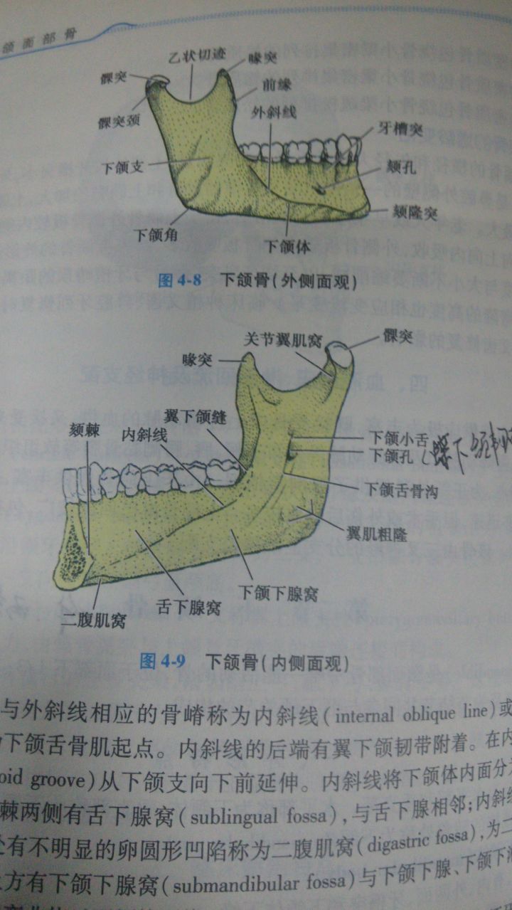 图片说明：「腭、颚、颔、颌、颏」这几个字在医学上对应的部位分别是什么？-12