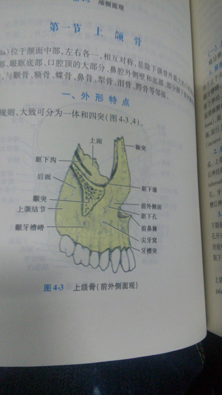 图片说明：「腭、颚、颔、颌、颏」这几个字在医学上对应的部位分别是什么？-10