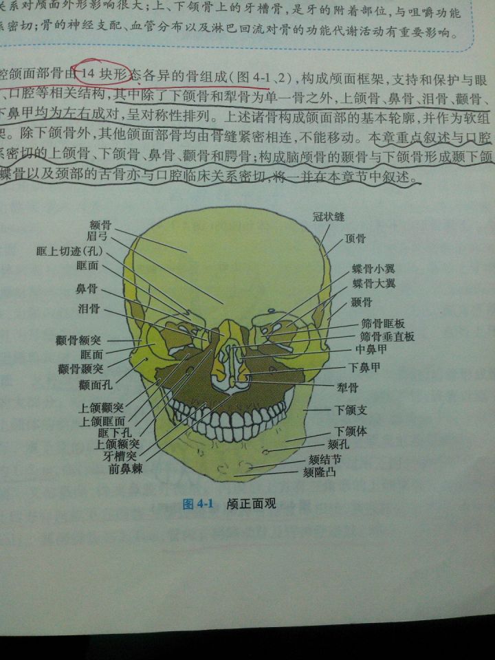 图片说明：「腭、颚、颔、颌、颏」这几个字在医学上对应的部位分别是什么？-2