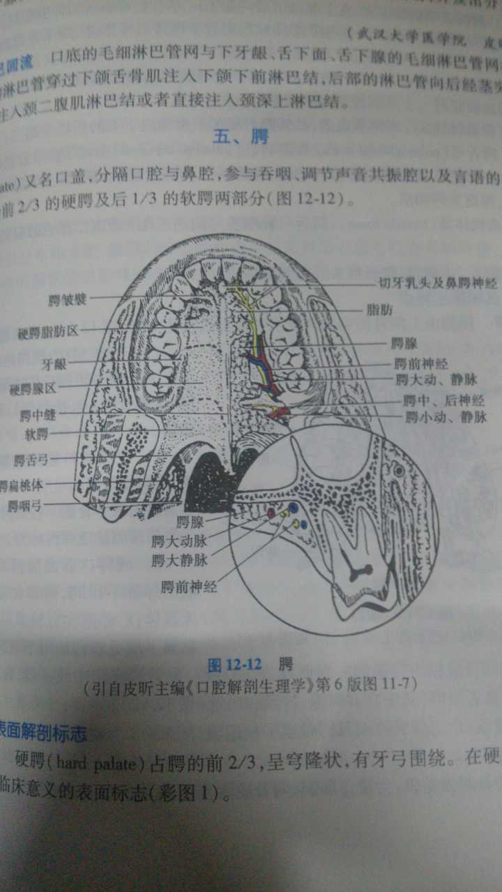 图片说明：「腭、颚、颔、颌、颏」这几个字在医学上对应的部位分别是什么？-3