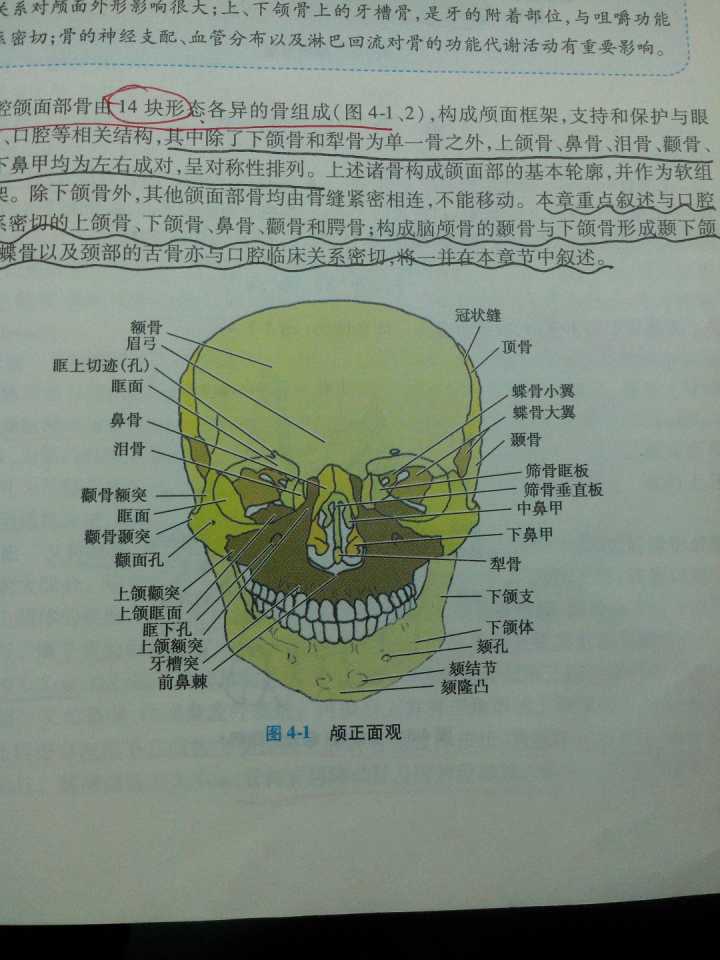 图片说明：「腭、颚、颔、颌、颏」这几个字在医学上对应的部位分别是什么？-1