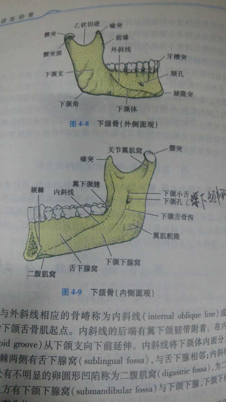 图片说明：「腭、颚、颔、颌、颏」这几个字在医学上对应的部位分别是什么？-11