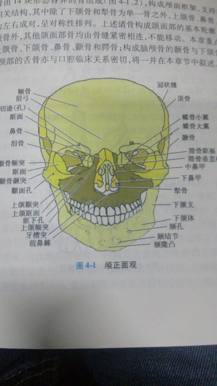 图片说明：「腭、颚、颔、颌、颏」这几个字在医学上对应的部位分别是什么？-6