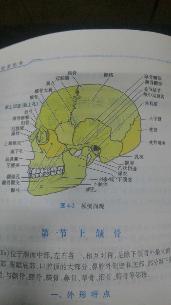 图片说明：「腭、颚、颔、颌、颏」这几个字在医学上对应的部位分别是什么？-7